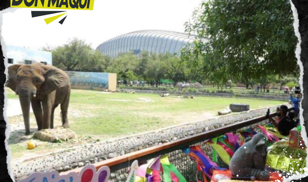 REGIOMONTANOS CELEBRAN EL CUMPLEAÑOS 18 DE MONTY, EL ELEFANTE DE LA PASTORA