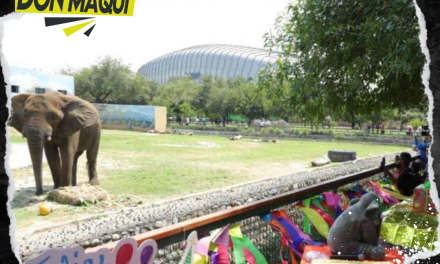 REGIOMONTANOS CELEBRAN EL CUMPLEAÑOS 18 DE MONTY, EL ELEFANTE DE LA PASTORA