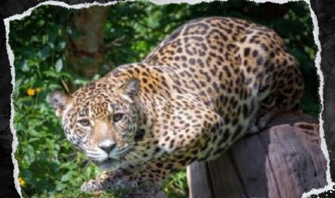 NUEVO LEÓN SE UNE AL ESTUDIO NACIONAL PARA PROTEGER AL JAGUAR