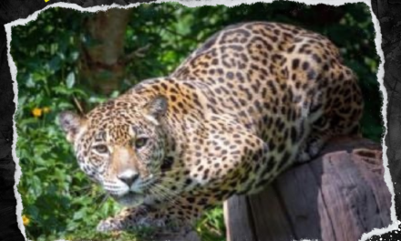 NUEVO LEÓN SE UNE AL ESTUDIO NACIONAL PARA PROTEGER AL JAGUAR