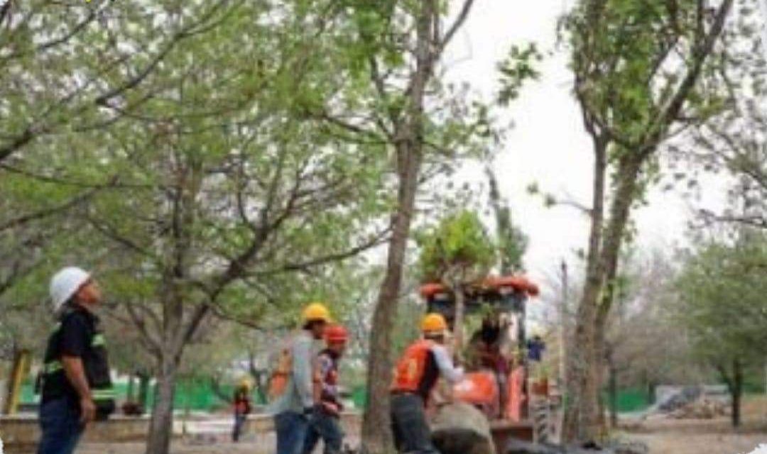 NUEVO LEÓN PLANTARÁ 500 MIL ÁRBOLES PARA REDUCIR DÉFICIT Y MITIGAR CALOR