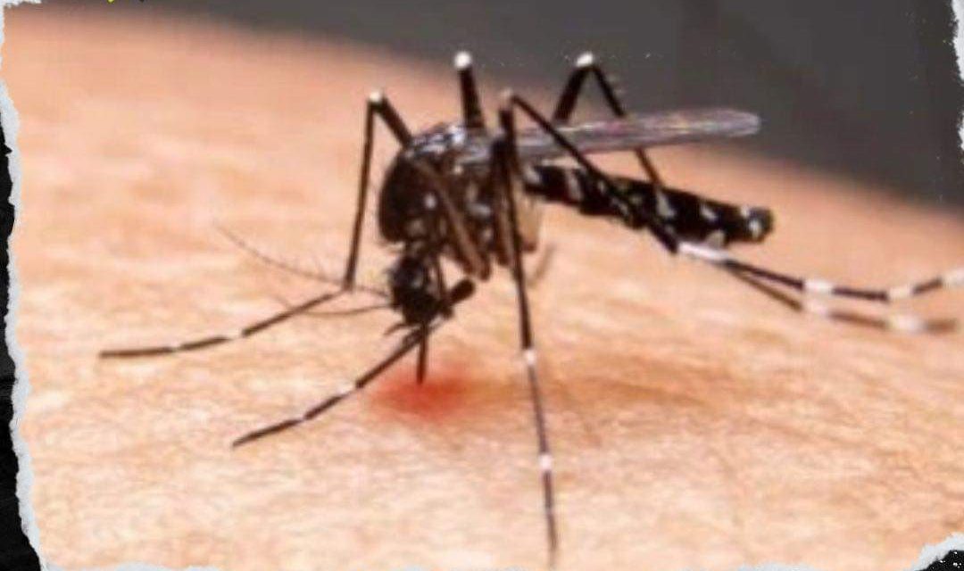 AUMENTAN CASOS DE DENGUE EN NUEVO LEÓN