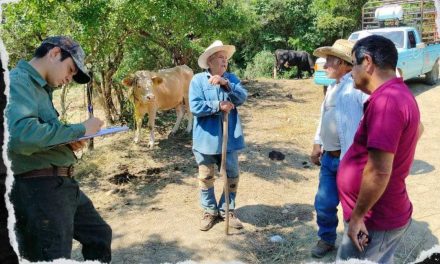 MIGUEL ÁNGEL SALAZAR REALIZA VACUNACIÓN DE GANADO EN MONTEMORELOS