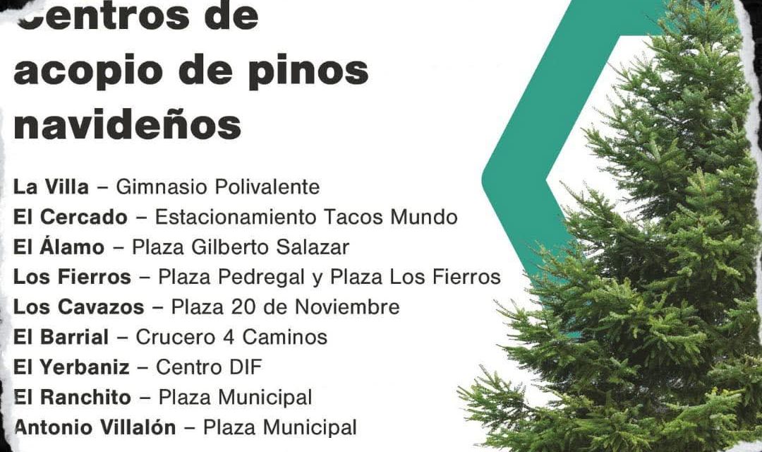 DAVID DE LA PEÑA INSTALA CENTROS DE ACOPIO PARA PINOS NAVIDEÑOS EN SANTIAGO