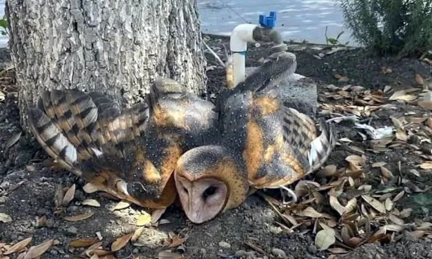 LIBERAN A LECHUZA AGREDIDA EN LINARES; PROFEPA INVESTIGA AL RESPONSABLE
