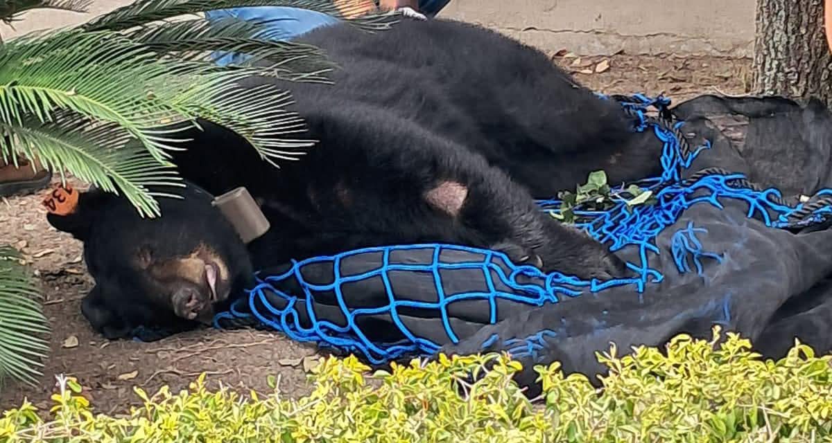 PROTECCIÓN CIVIL CAPTURA Y ENTREGA EJEMPLAR DE OSO A PARQUES Y VIDA SILVESTRE 