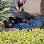 PROTECCIÓN CIVIL CAPTURA Y ENTREGA EJEMPLAR DE OSO A PARQUES Y VIDA SILVESTRE 