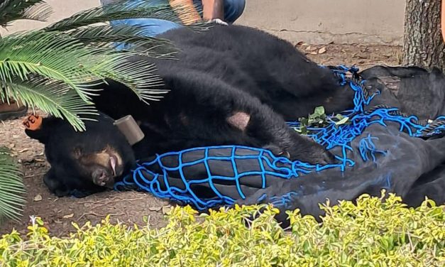 PROTECCIÓN CIVIL CAPTURA Y ENTREGA EJEMPLAR DE OSO A PARQUES Y VIDA SILVESTRE 