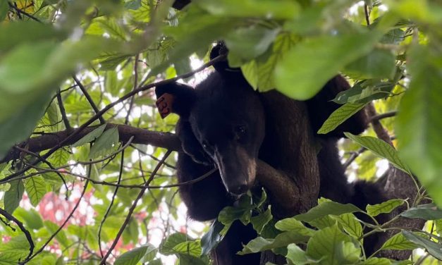 PROTECCIÓN CIVIL REPORTA EL AVISTAMIENTO DE UN OSO EN SANTA CATARINA
