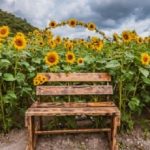 DAVID DE LA PEÑA INVITA A DISFRUTAR LA “TEMPORADA DE GIRASOLES” EN LAGUNA DE SÁNCHEZ