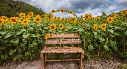 DAVID DE LA PEÑA INVITA A DISFRUTAR LA “TEMPORADA DE GIRASOLES” EN LAGUNA DE SÁNCHEZ
