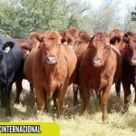 GANADO MEXICANO PODRÁ INGRESAR A EE.UU. TRAS AVANCES CONTRA EL GUSANO BARRENADOR