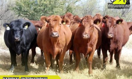 GANADO MEXICANO PODRÁ INGRESAR A EE.UU. TRAS AVANCES CONTRA EL GUSANO BARRENADOR