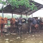 REACTIVAN EXPORTACIÓN GANADERA A EE. UU. DESPUÉS DE CONTROLAR EL GUSANO BARRENADOR
