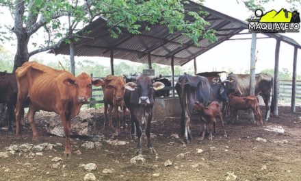 REACTIVAN EXPORTACIÓN GANADERA A EE. UU. DESPUÉS DE CONTROLAR EL GUSANO BARRENADOR