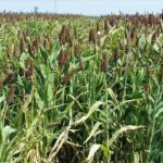 GOBIERNO FEDERAL Y ESTADO DE NUEVO LEÓN INVERTIRÁN MÁS DE 84 MDP CONTRA PLAGAS Y ENFERMEDADES AGROPECUARIAS