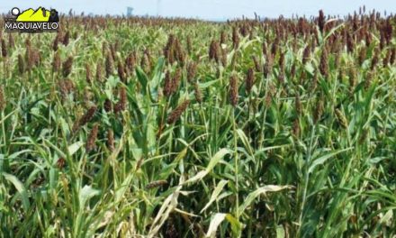 GOBIERNO FEDERAL Y ESTADO DE NUEVO LEÓN INVERTIRÁN MÁS DE 84 MDP CONTRA PLAGAS Y ENFERMEDADES AGROPECUARIAS