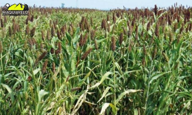 GOBIERNO FEDERAL Y ESTADO DE NUEVO LEÓN INVERTIRÁN MÁS DE 84 MDP CONTRA PLAGAS Y ENFERMEDADES AGROPECUARIAS