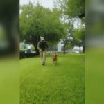 LA UNIVERSIDAD AUTÓNOMA DE NUEVO LEÓN CELEBRA A SUS “LOMITOS GUARDIANES” POR EL DÍA MUNDIAL DEL PERRO