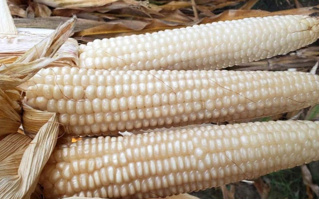 SADER ASEGURA “ABASTO NACIONAL DE MAÍZ BLANCO” PESE A AUMENTO DE IMPORTACIONES