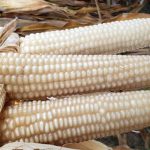 SADER ASEGURA “ABASTO NACIONAL DE MAÍZ BLANCO” PESE A AUMENTO DE IMPORTACIONES