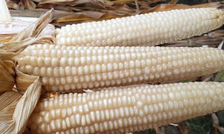 SADER ASEGURA “ABASTO NACIONAL DE MAÍZ BLANCO” PESE A AUMENTO DE IMPORTACIONES