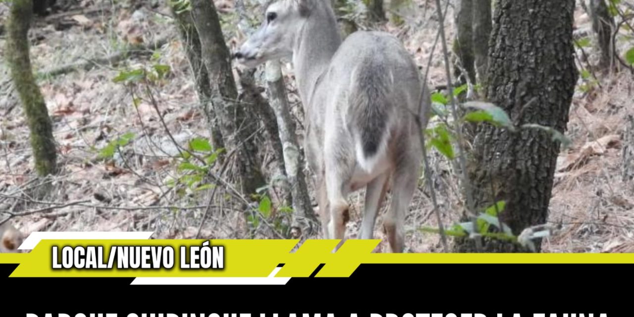 PARQUE CHIPINQUE LLAMA A PROTEGER LA FAUNA SILVESTRE Y GENERAR CONCIENCIA