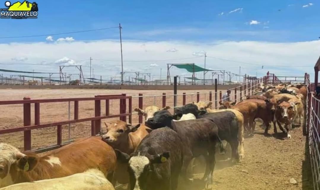 MÉXICO IMPULSA GANADERÍA LIBRE DE DEFORESTACIÓN PARA COMPETIR EN MERCADOS INTERNACIONALES