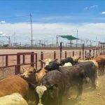 MÉXICO IMPULSA GANADERÍA LIBRE DE DEFORESTACIÓN PARA COMPETIR EN MERCADOS INTERNACIONALES