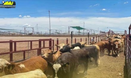 MÉXICO IMPULSA GANADERÍA LIBRE DE DEFORESTACIÓN PARA COMPETIR EN MERCADOS INTERNACIONALES