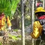 400 HECTÁREAS CALCINADAS POR INCENDIO EN EL ÁREA PROTEGIDA YUM BALAM, QUINTANA ROO