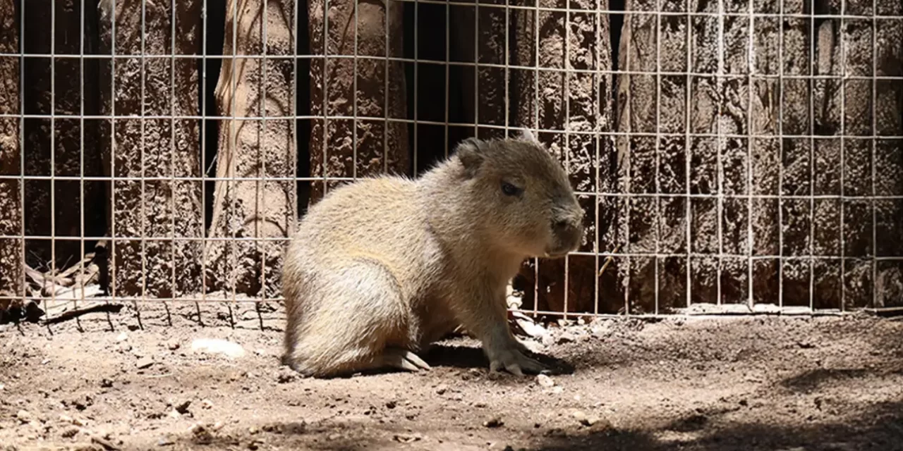 BEBÉ CAPIBARA NACE EN BIOPARQUE ESTRELLA Y ENTERNECE EN REDES SOCIALES