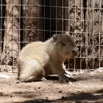 BEBÉ CAPIBARA NACE EN BIOPARQUE ESTRELLA Y ENTERNECE EN REDES SOCIALES