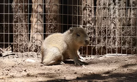 BEBÉ CAPIBARA NACE EN BIOPARQUE ESTRELLA Y ENTERNECE EN REDES SOCIALES