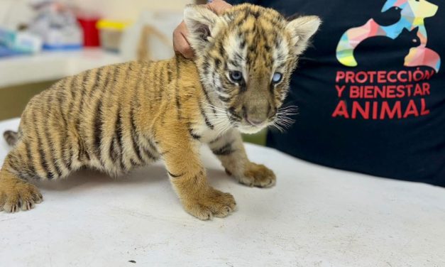 ANDRÉS MIJES DESTACA COLABORACIÓN SOCIAL EN RESCATE DE TIGRE