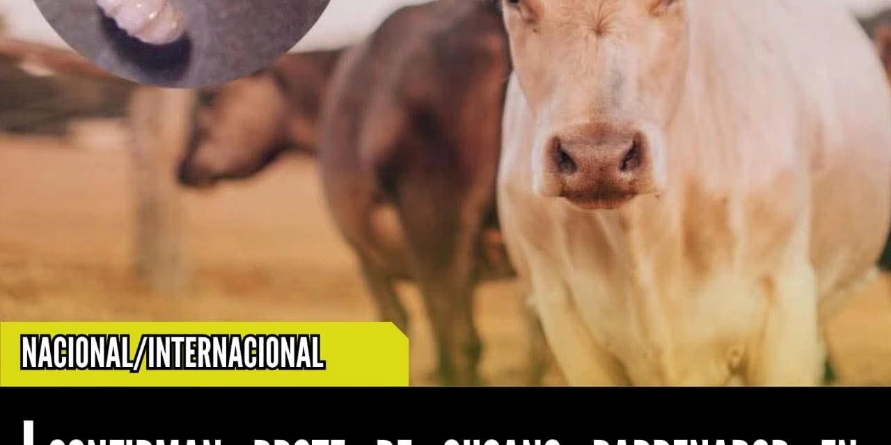 CONFIRMAN BROTE DE GUSANO BARRENADOR EN SABINAS HIDALGO, NUEVO LEÓN