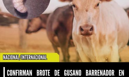 CONFIRMAN BROTE DE GUSANO BARRENADOR EN SABINAS HIDALGO, NUEVO LEÓN