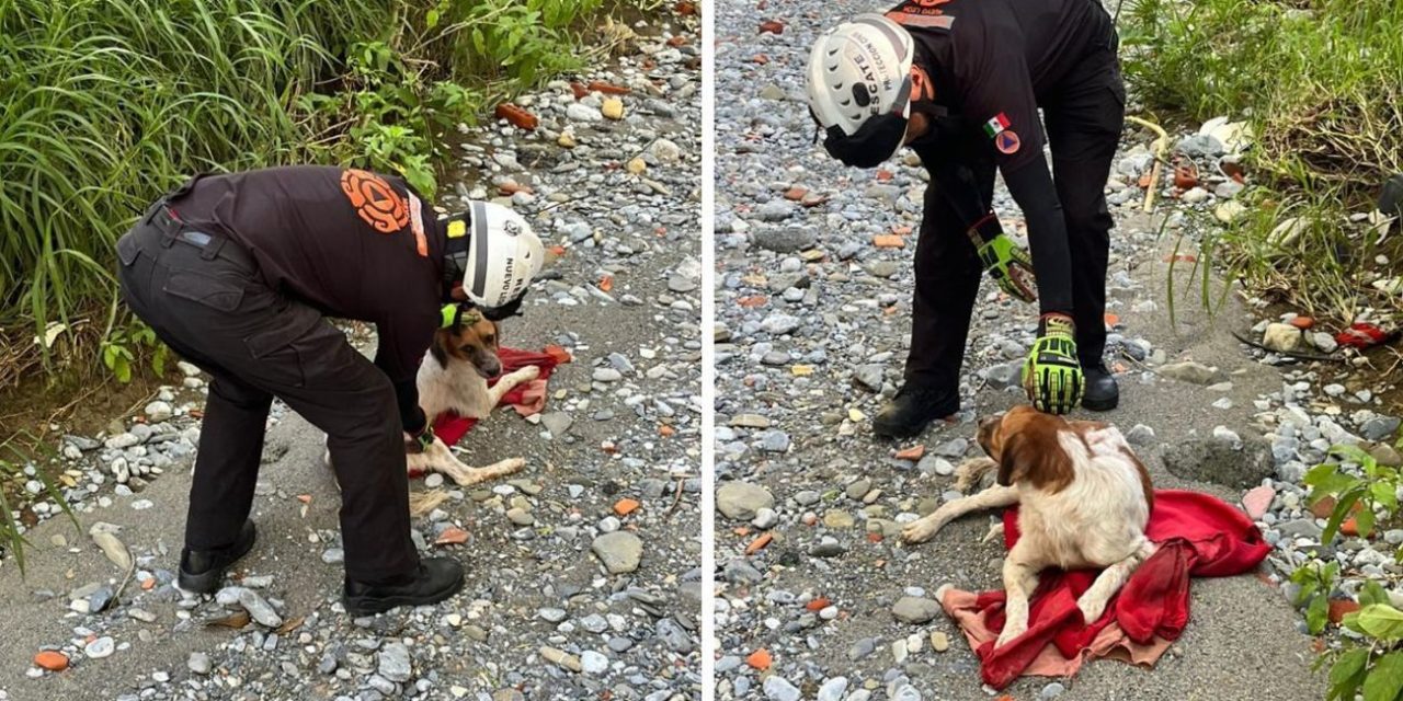 PROTECCIÓN CIVIL ESTATAL Y MUNICIPAL SALVAN A PERRO EN EL CAUCE DE UN RÍO EN GUADALUPE