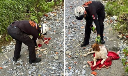 PROTECCIÓN CIVIL ESTATAL Y MUNICIPAL SALVAN A PERRO EN EL CAUCE DE UN RÍO EN GUADALUPE