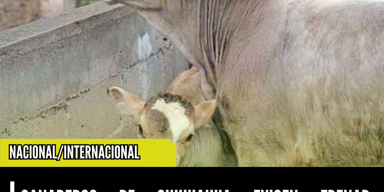 GANADEROS DE CHIHUAHUA EXIGEN FRENAR IMPORTACIÓN DE CARNE BRASILEÑA