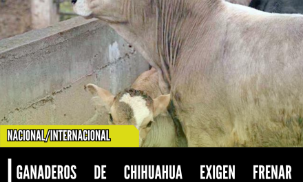 GANADEROS DE CHIHUAHUA EXIGEN FRENAR IMPORTACIÓN DE CARNE BRASILEÑA