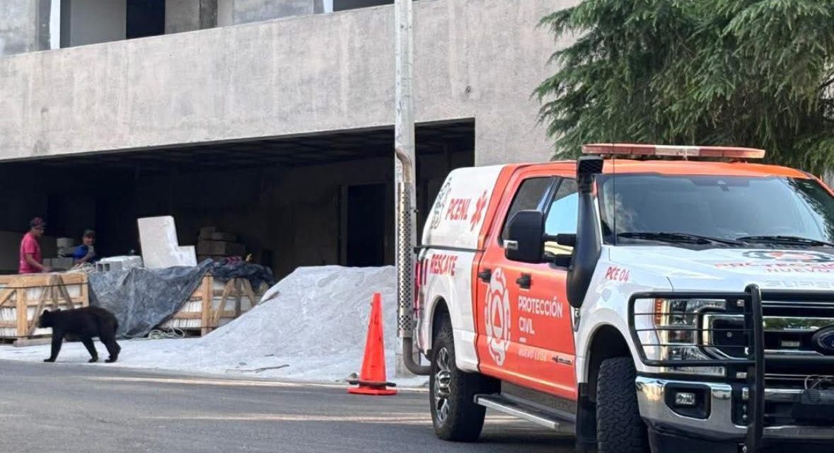 PROTECCIÓN CIVIL ATIENDE MOVILIZACIÓN DE UNA OSA Y SUS CRÍAS EN SAN PEDRO