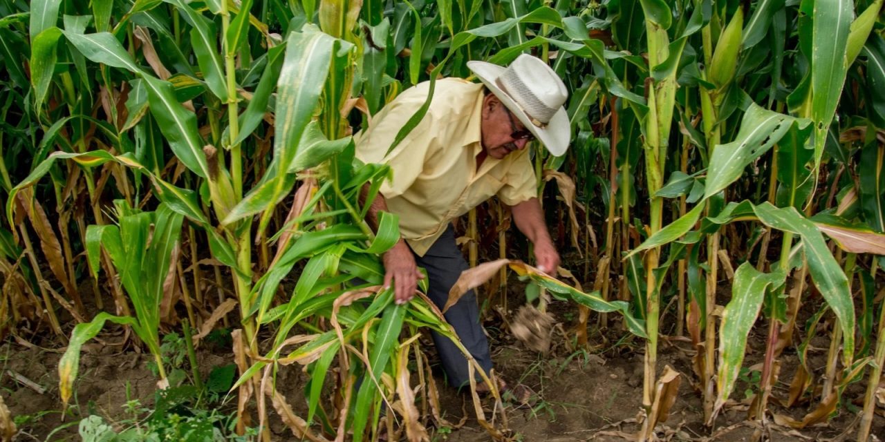 EL GOBIERNO DE MÉXICO FIRMA ACUERDO NACIONAL PARA FRENO A LA CAÍDA DEL PRECIO DEL MAÍZ