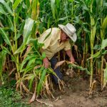 EL GOBIERNO DE MÉXICO FIRMA ACUERDO NACIONAL PARA FRENO A LA CAÍDA DEL PRECIO DEL MAÍZ