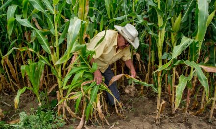EL GOBIERNO DE MÉXICO FIRMA ACUERDO NACIONAL PARA FRENO A LA CAÍDA DEL PRECIO DEL MAÍZ