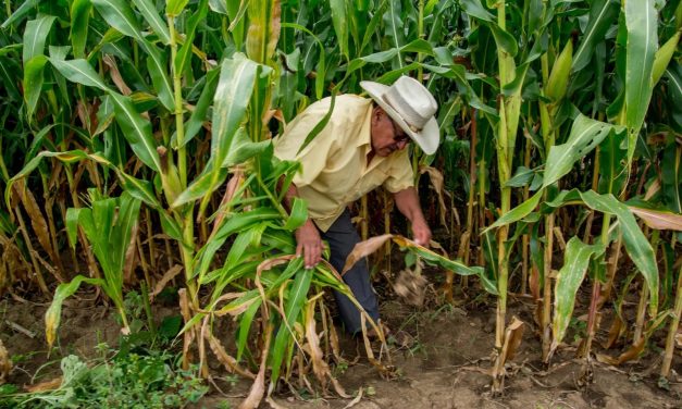 EL GOBIERNO DE MÉXICO FIRMA ACUERDO NACIONAL PARA FRENO A LA CAÍDA DEL PRECIO DEL MAÍZ