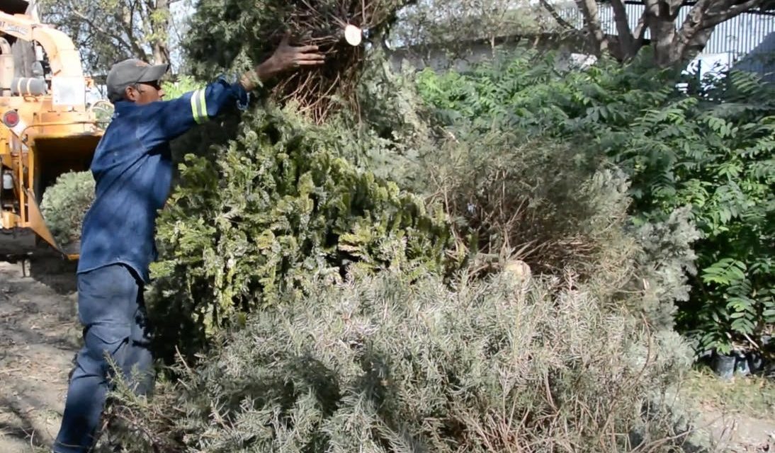 APODACA HABILITA PLAZAS PÚBLICAS COMO CENTROS DE ACOPIO DE PINOS NAVIDEÑOS