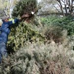 APODACA HABILITA PLAZAS PÚBLICAS COMO CENTROS DE ACOPIO DE PINOS NAVIDEÑOS