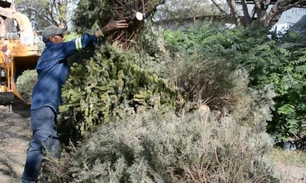 APODACA HABILITA PLAZAS PÚBLICAS COMO CENTROS DE ACOPIO DE PINOS NAVIDEÑOS
