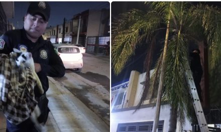 PROXPOL RESCATA A GATO ATRAPADO Y LO DEVUELVE A SU FAMILIA